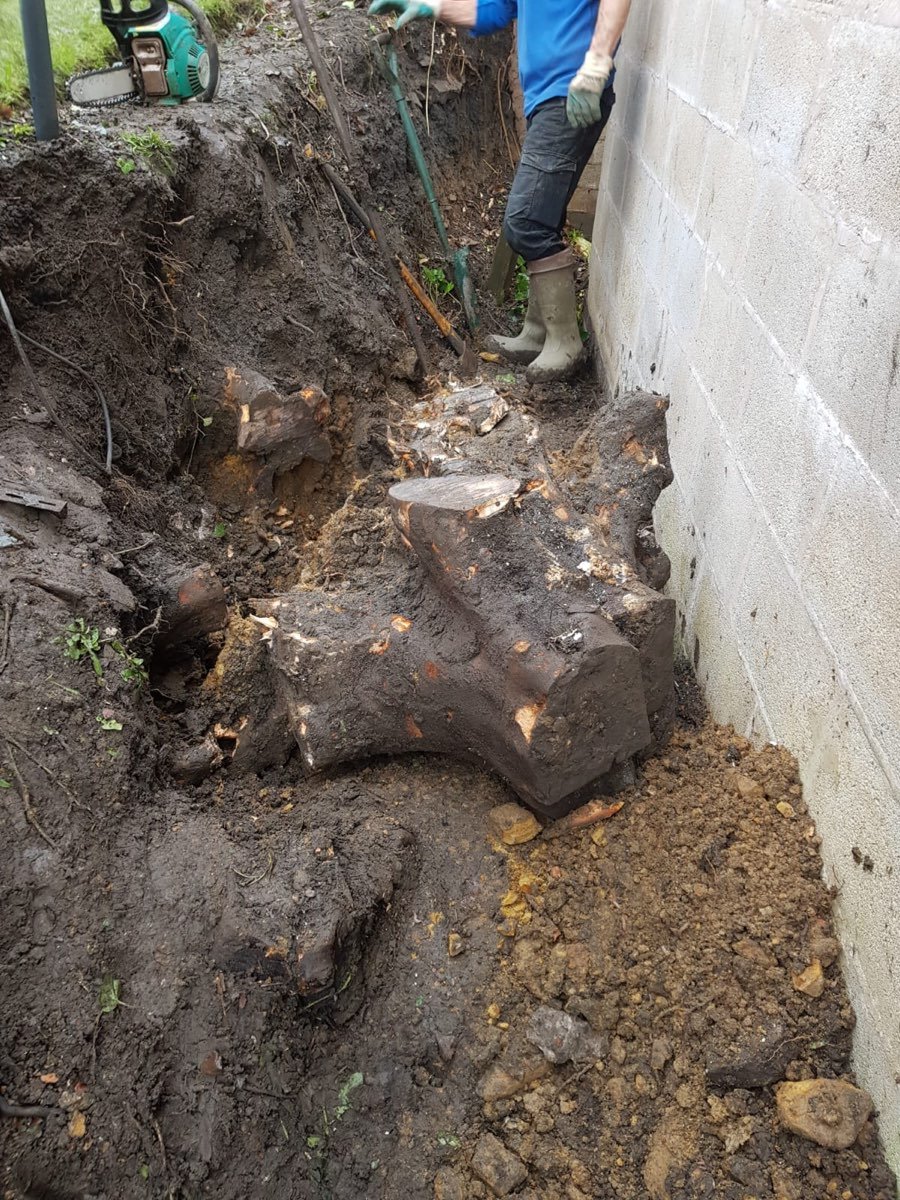 Tree stump removal — photo 1