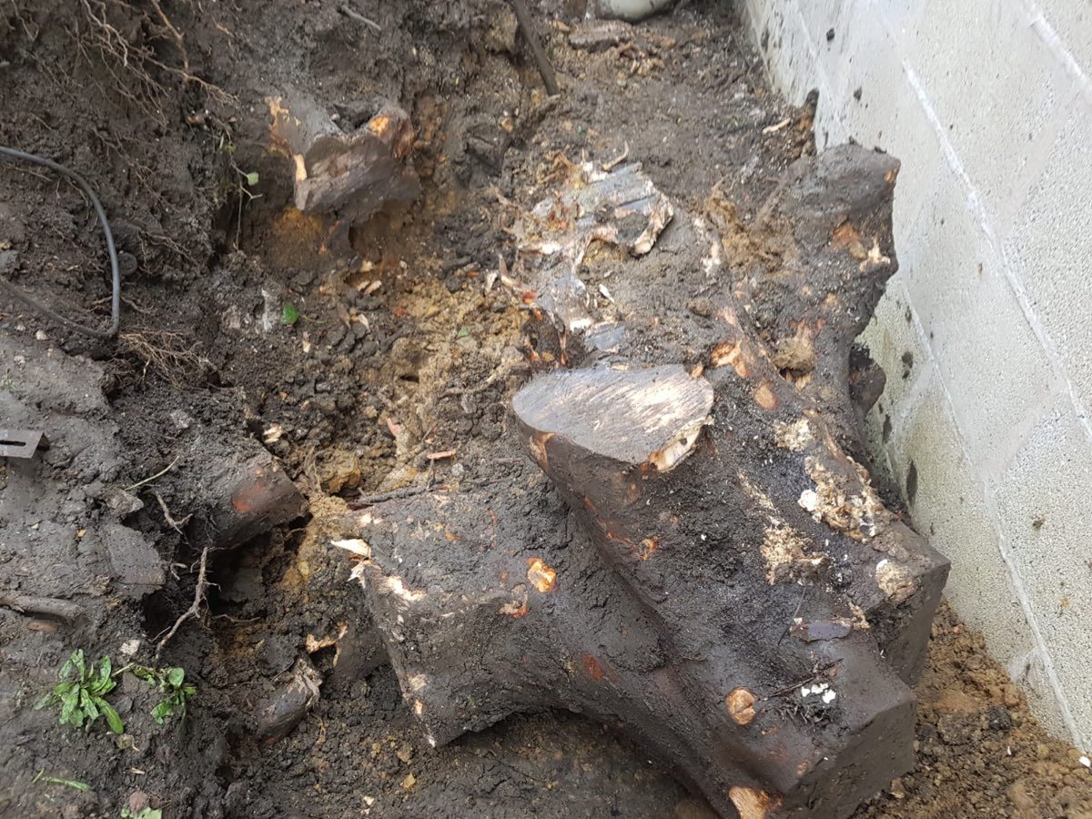 Extracted tree stump and roots