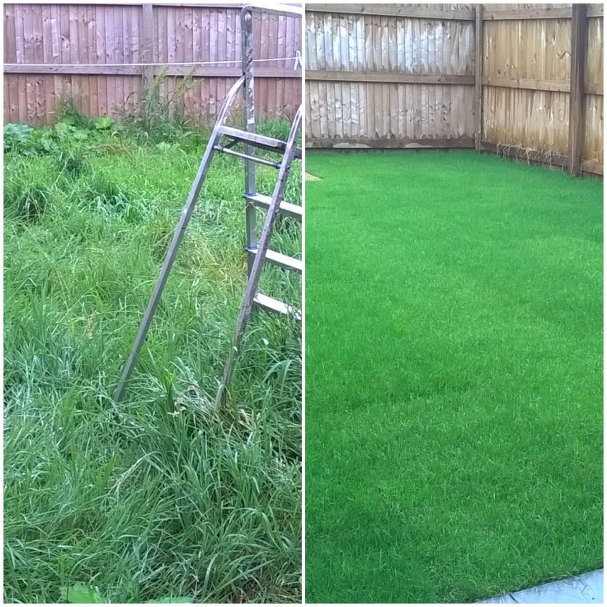 Natural turf laid in a garden — photo 2